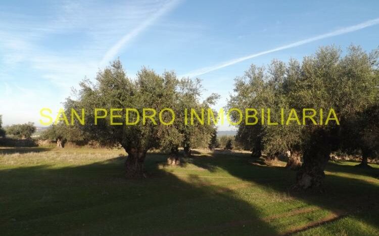 VENTA FINCA RÚSTICA DE 50.000 M/2 EN VALENCIA DE ALCÁNTARA